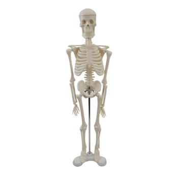 2024 Нов Костен Манекен На Цялото Тяло Body Full Body Manequin Модел На Човешкия Скелет Модел На Скелета Анатомическая Обучение Образователна Модел