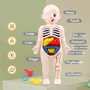 3D манекен-пъзел Монтесори, Модел анатомия на човека, детски уроци органи, играчки, образователни инструменти за проучване на тялото.
