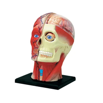 Медицински Модел на Човешкия Торс на Тялото Учебна Модел на Мускулите на Главата Модел на Нервните Органи за Обучение на Студенти по Модел на Изграждане Учебни Помагала