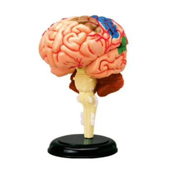 Свалящ се анатомическая модел на човека, медицински модел на органи, образователна играчка за преподаване на анатомия